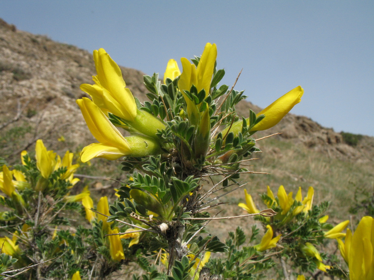 Image of Caragana pleiophylla specimen.