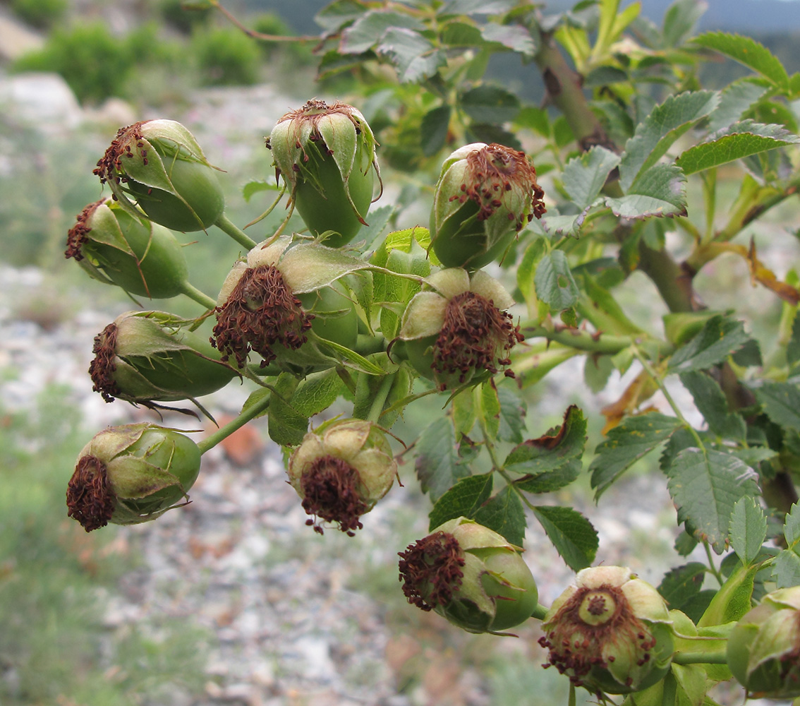 Image of Rosa biebersteiniana specimen.