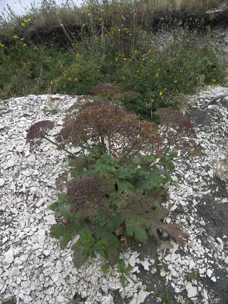 Image of genus Heracleum specimen.