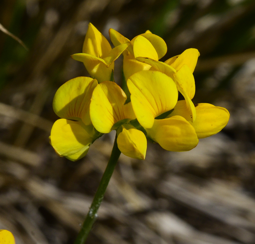 Изображение особи Lotus corniculatus.