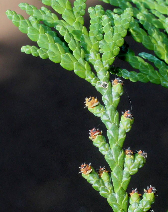 Изображение особи Thuja koraiensis.