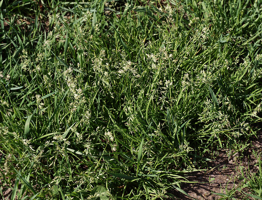 Image of genus Poa specimen.