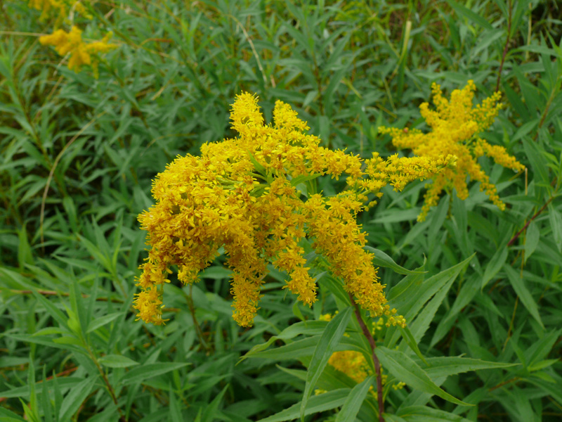 Изображение особи Solidago gigantea.