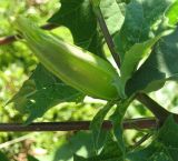 Datura stramonium variety inermis. Раскрывающийся цветок. Украина, г. Кривой Рог, Ботанический сад НАН Украины. 16.08.2009.