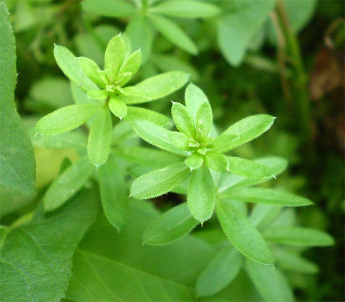 Image of Galium mollugo specimen.