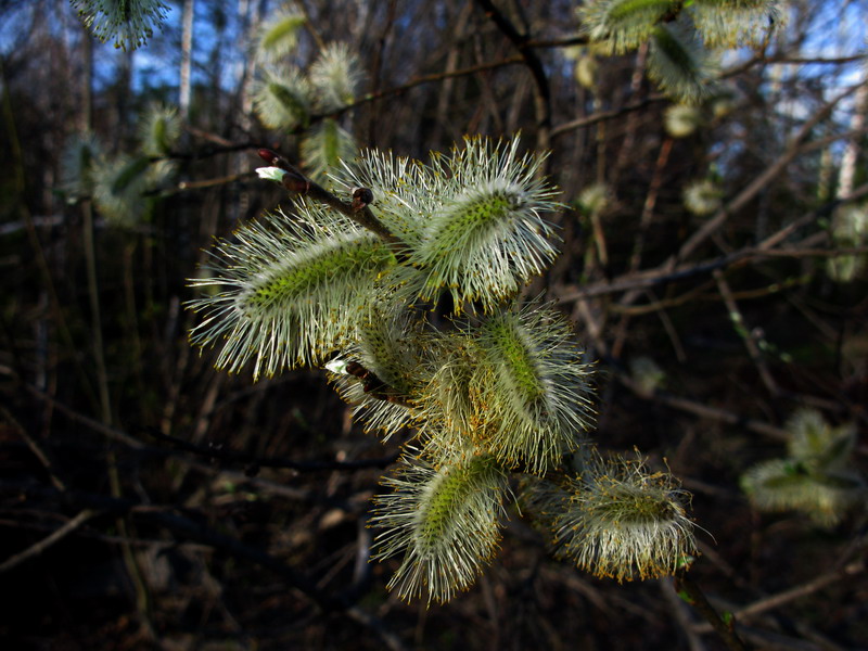 Image of Salix cinerea specimen.