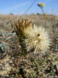 Galatella linosyris