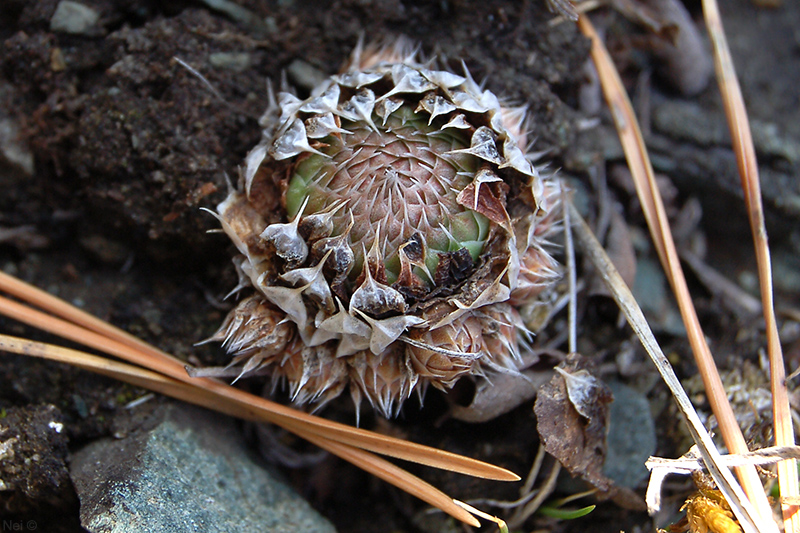 Image of Orostachys spinosa specimen.