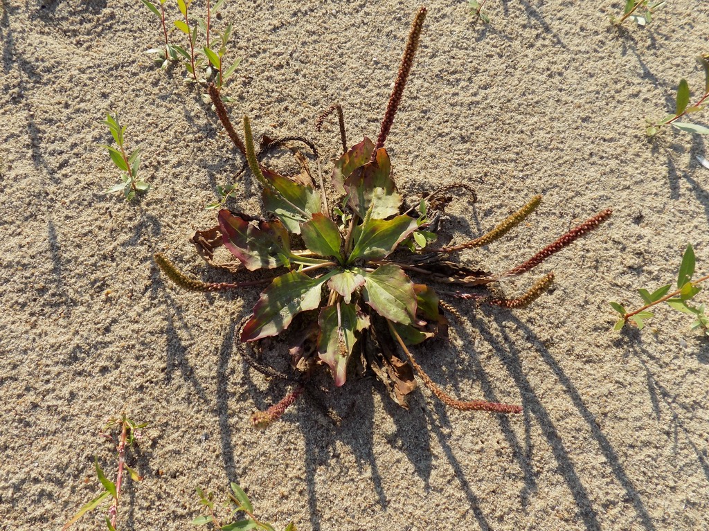 Image of Plantago uliginosa specimen.