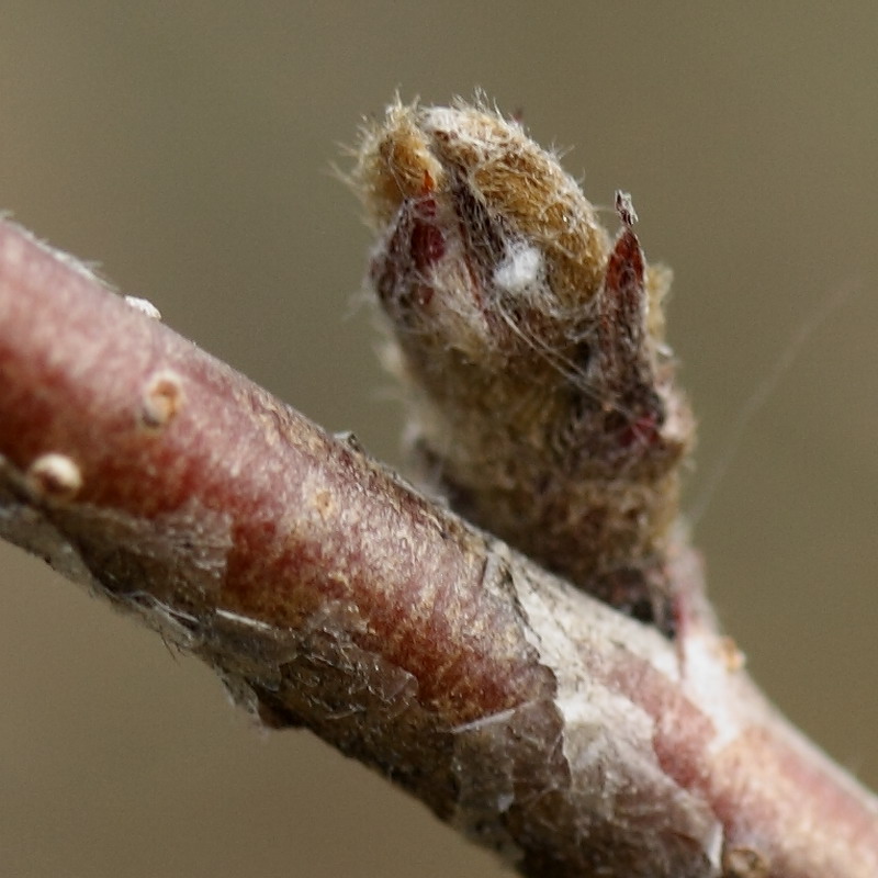 Image of Cotoneaster lucidus specimen.