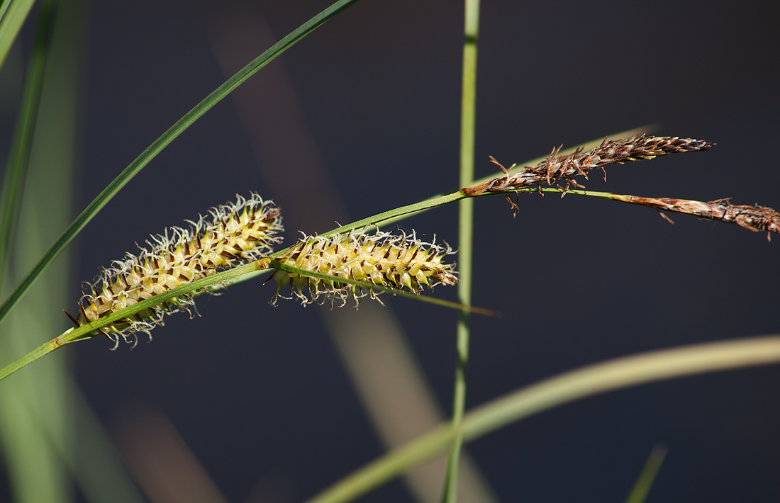 Image of Carex rostrata specimen.