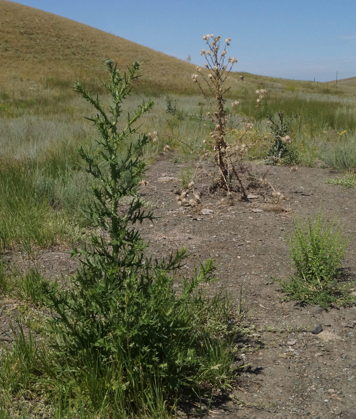 Image of Cirsium vulgare specimen.