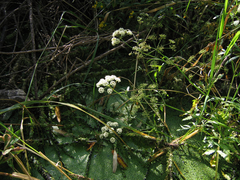 Image of Cicuta virosa specimen.