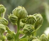 Inula macrophylla