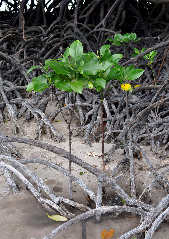 Image of Rhizophora mucronata specimen.