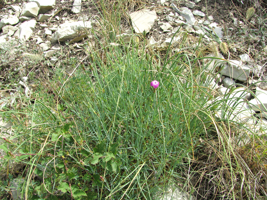 Изображение особи Dianthus acantholimonoides.