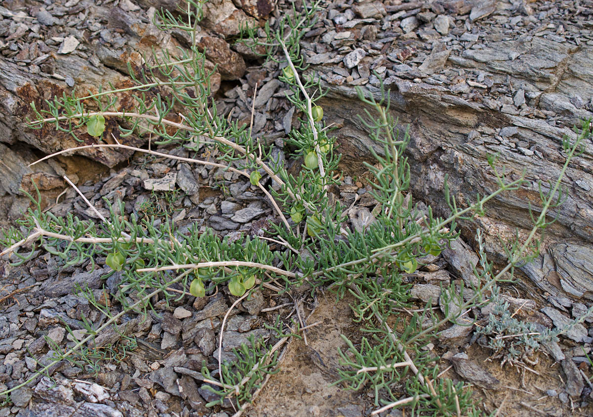 Image of Zygophyllum kaschgaricum specimen.