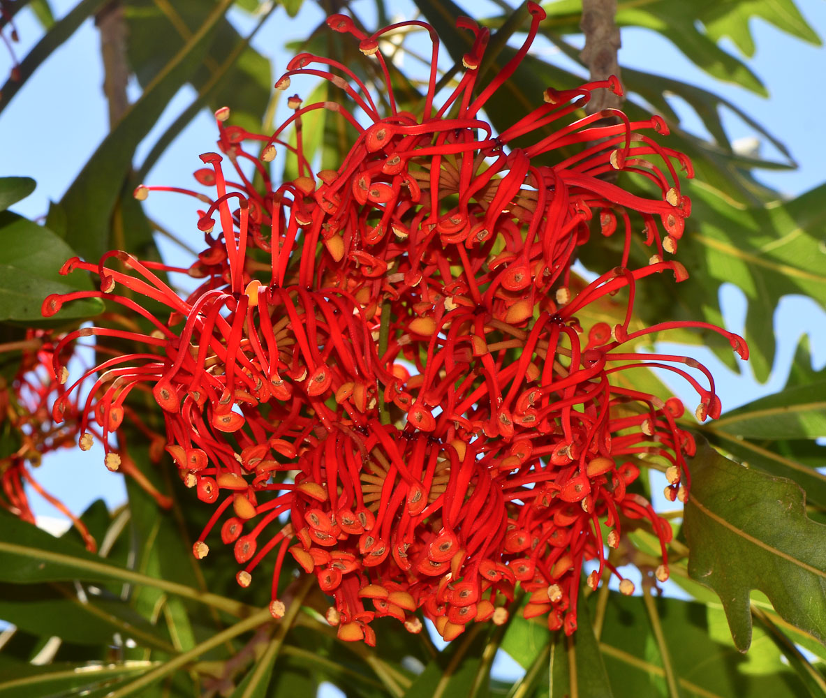 Image of Stenocarpus sinuatus specimen.