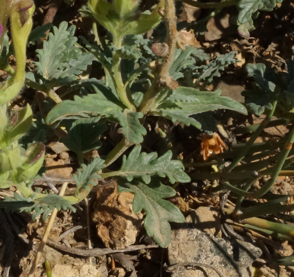 Изображение особи Scutellaria alberti.