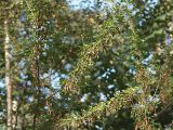 Caragana arborescens. Ветви со зрелыми плодами. Санкт-Петербург. 12.09.2009.г.