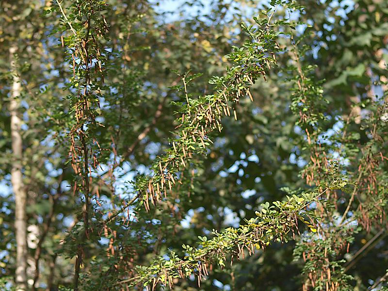 Изображение особи Caragana arborescens.