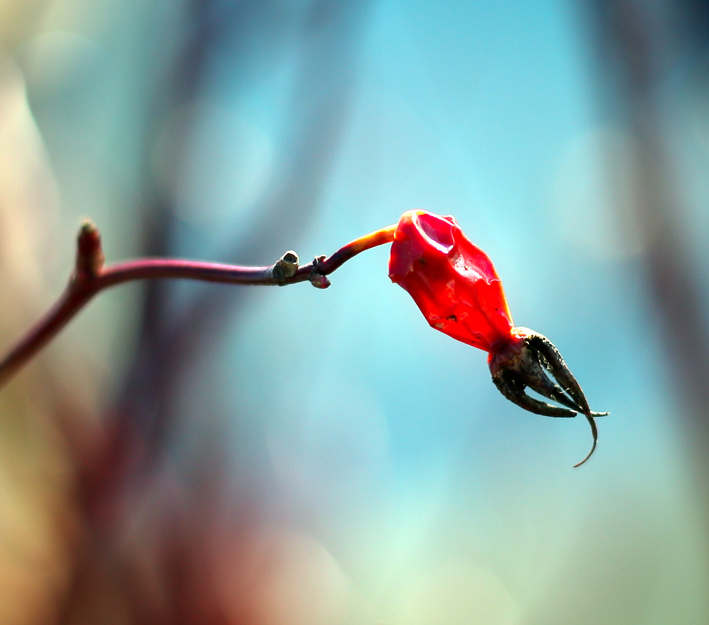 Image of Rosa cinnamomea specimen.