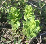 Hylotelephium triphyllum. Молодые побеги. Восточный Казахстан, Уланский р-н, сопки в окр. с. Украинка. 02.05.2011.