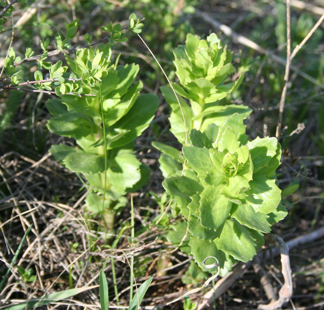 Image of Hylotelephium triphyllum specimen.