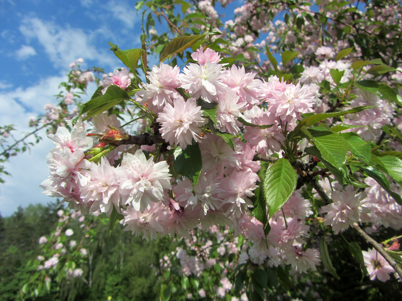 Image of Prunus serrulata specimen.