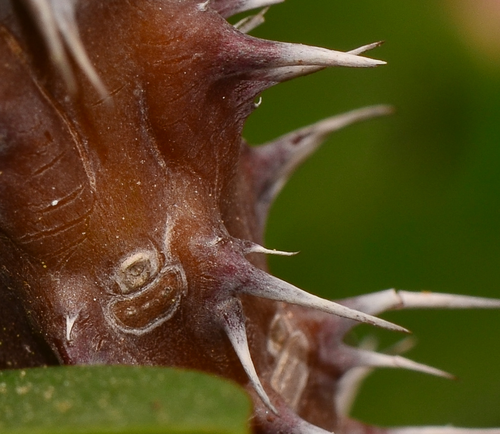 Image of Euphorbia splendens specimen.