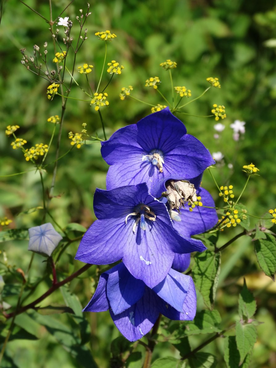 Image of Platycodon grandiflorus specimen.