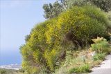 Spartium junceum. Цветущие растения. Греция, о. Крит, холмы в южной окр. Ретимно (Ρέθυμνο), обочина дороги, маквис. 02.05.2014.