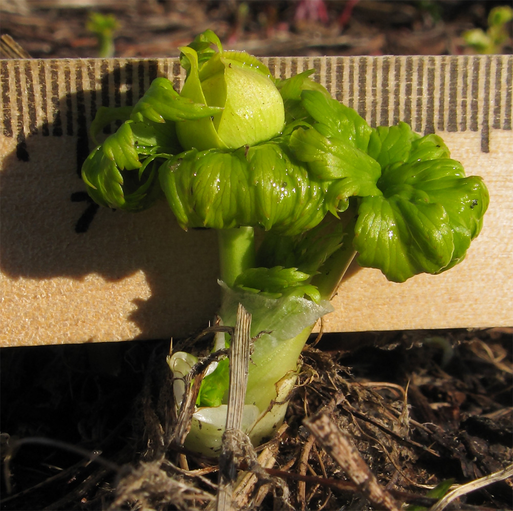 Image of Trollius ranunculinus specimen.