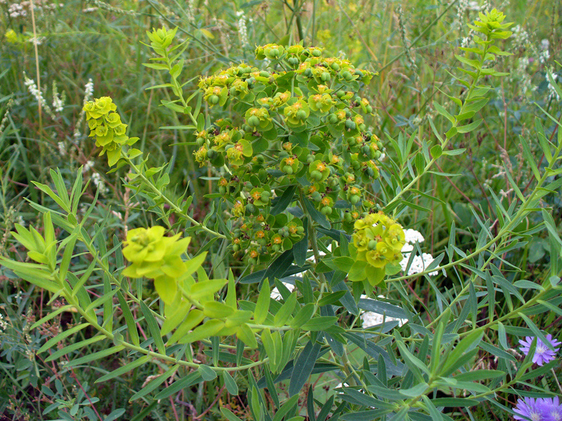 Image of Euphorbia esula specimen.