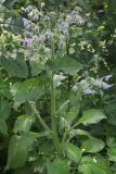 Borago officinalis