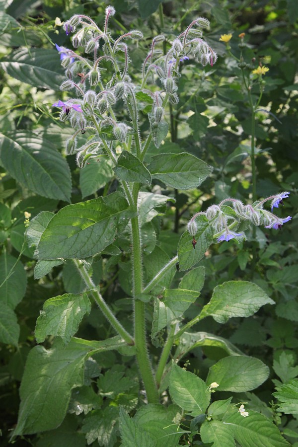 Image of Borago officinalis specimen.