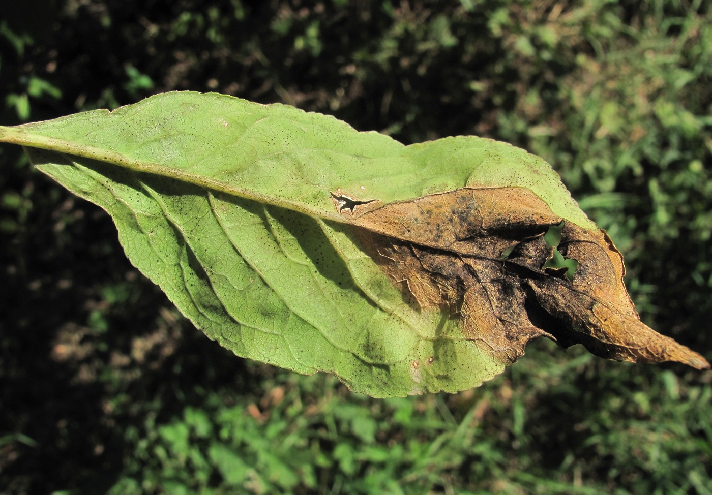 Изображение особи Euonymus europaeus.