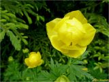 Trollius europaeus. Цветок. Украина, Ивано-Франковская обл., Яремчанский горсовет, Яблунецкий перевал, лесная поляна. 21.06.2014.