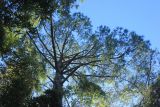 Pinus taeda. Взрослое дерево (вид снизу). Абхазия, г. Сухум, Сухумский ботанический сад, в культуре. 7 марта 2016 г.