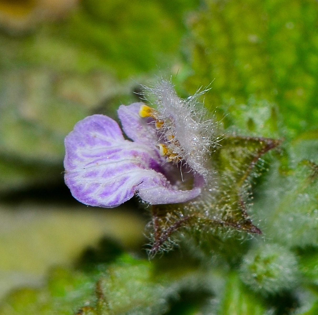 Image of Ballota philistaea specimen.