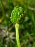 Ranunculus bulbosus