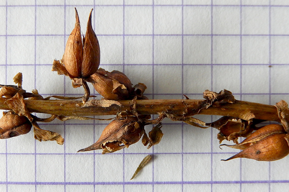 Image of Digitalis schischkinii specimen.