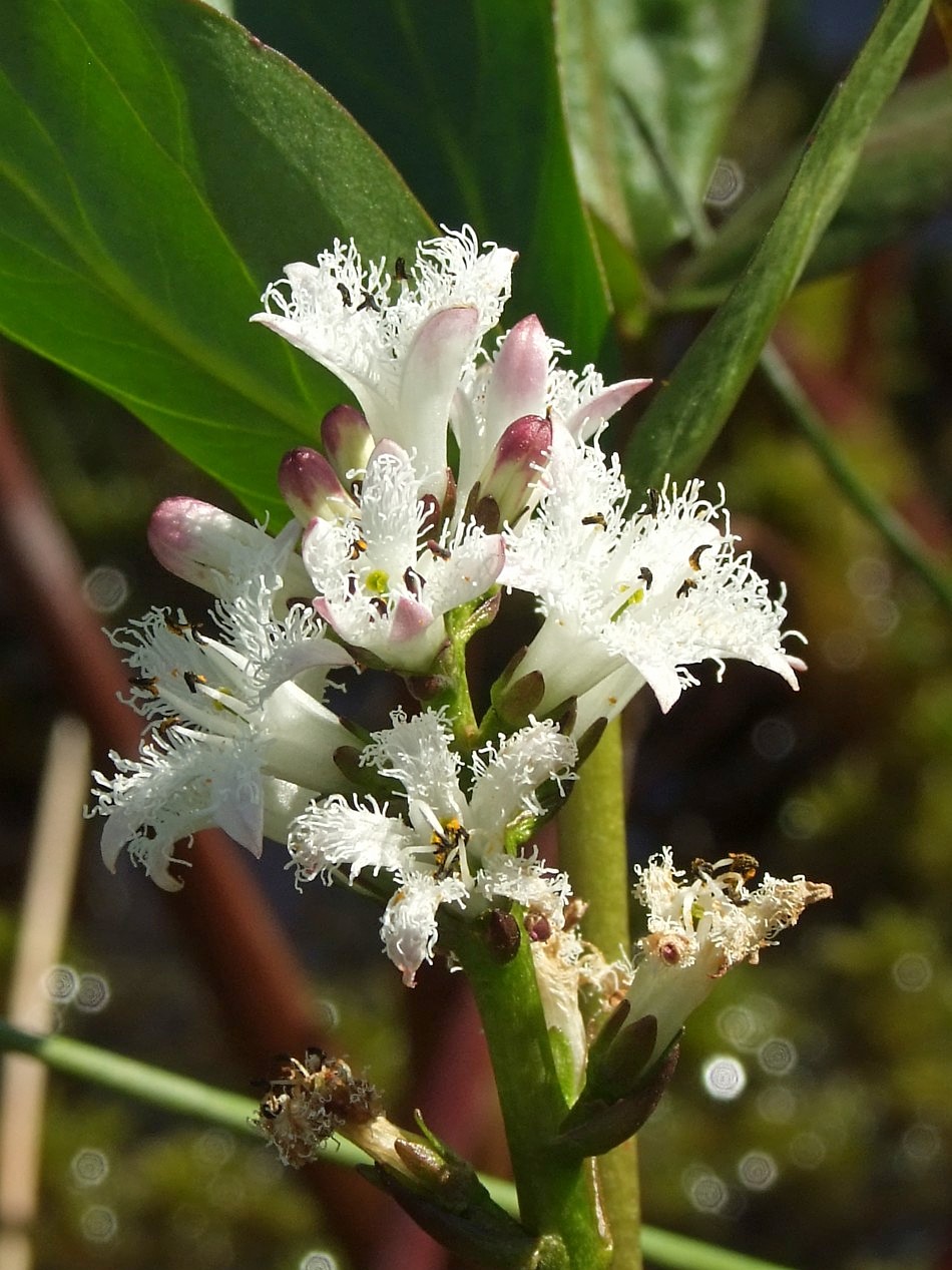 Image of Menyanthes trifoliata specimen.