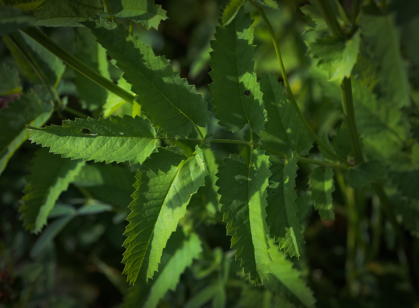 Image of Sanguisorba officinalis specimen.