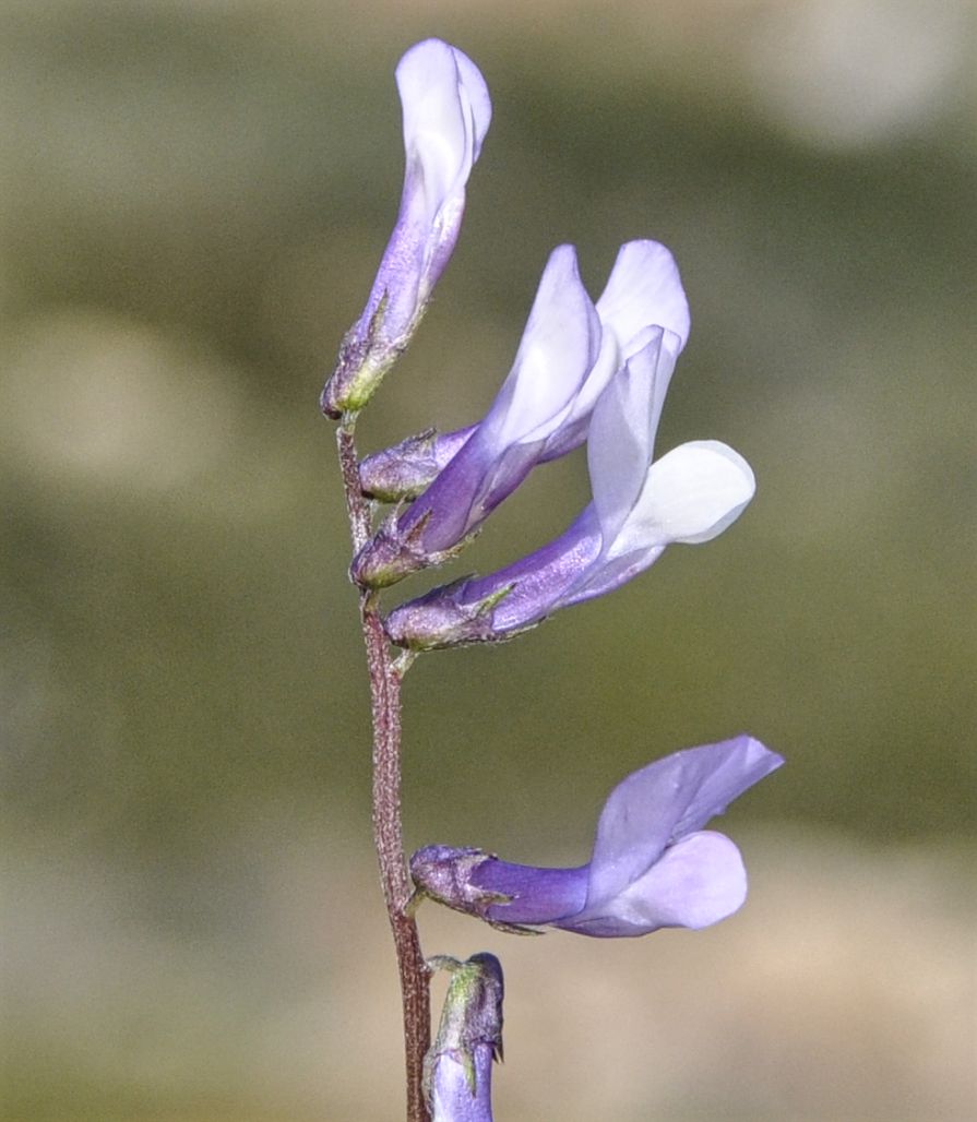 Image of Vicia villosa ssp. microphylla specimen.