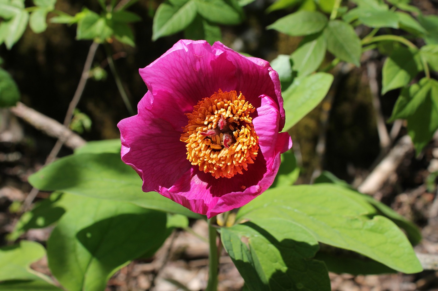 Изображение особи Paeonia caucasica.