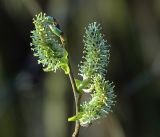 genus Salix. Верхушка побега с соцветиями. Московская обл., Раменский р-н, окр. дер. Хрипань, садовый участок. 30.04.2017.