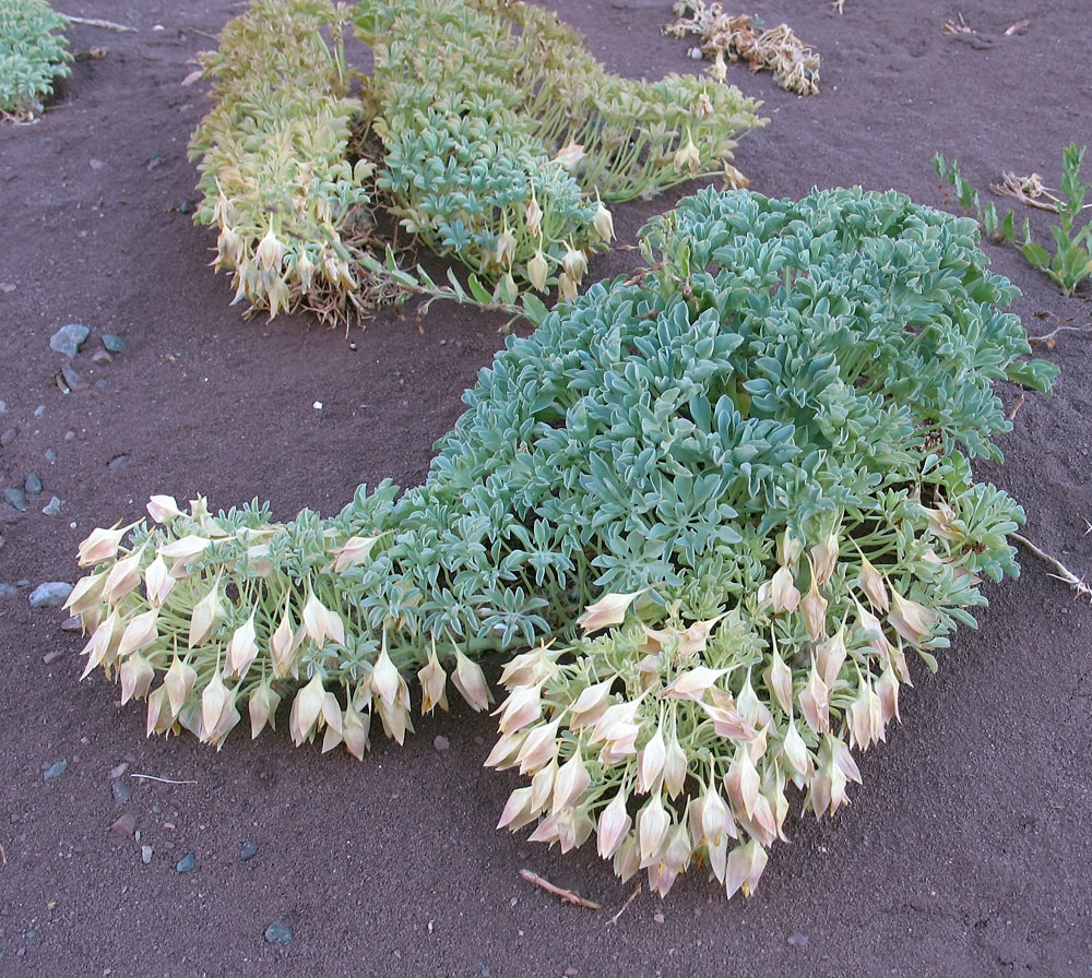 Изображение особи Tropaeolum incisum.