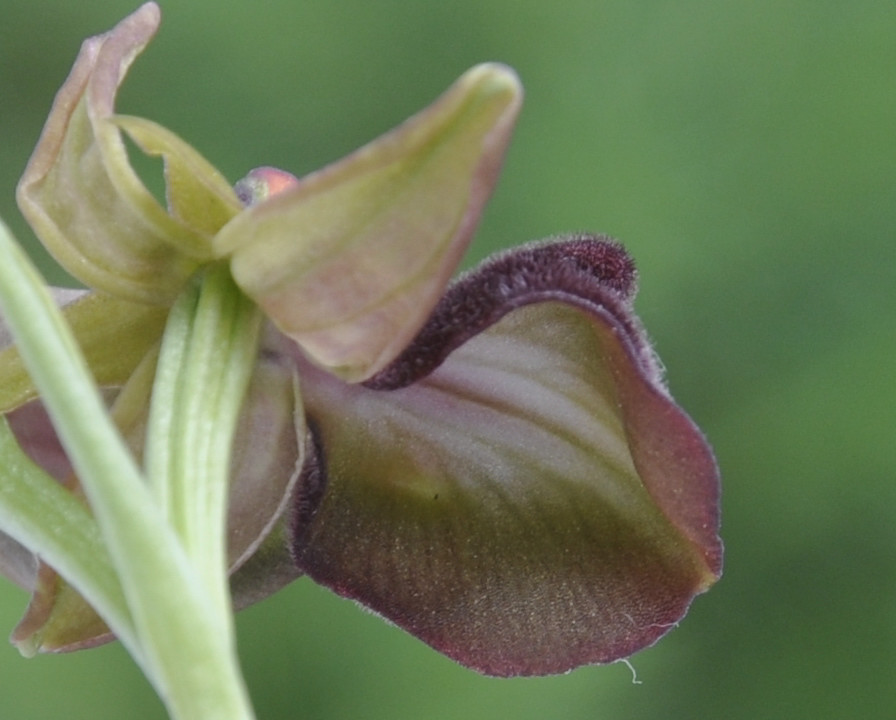 Изображение особи Ophrys mammosa.