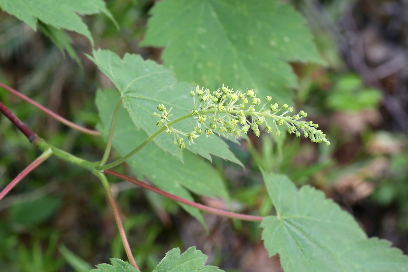 Image of Acer ukurunduense specimen.